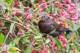 502_4145-Amsel.jpg