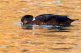 502_5045-Stockente-x-Hausente-Mischling.jpg