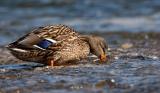 502_6773-Stockente_W.jpg