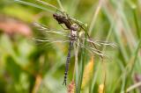 503_2975-Blaugruene-Mosaikjungfer-juv.jpg