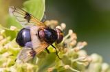 503_4312-Gemeine-Waldschwebfliege.jpg