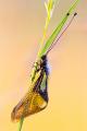 503_4671-Libellen-Schmetterlingshaft-4.jpg