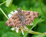506715_Malven-Dickkopffalter_Carcharodus-alceae_PS-2.jpg