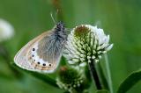 6-Coenonympha-gardetta--_3_.bea.jpg