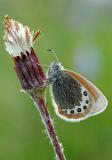 6-Coenonympha-gardetta--_4_-bea.jpg