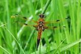 6-Libellula-quadrimaculata-PS.jpg