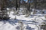 6-Winter-im-Schneeheide-Kiefernwald-bei-Forchach.jpg