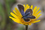 6.-Plebejus-idas-PS.jpg