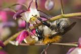 600_0871_Baumhummel.jpg