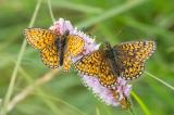 600_3211-Randring-Perlmutterfalter.jpg