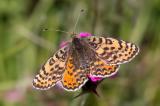 600_4338-Roter-Scheckenfalter.jpg