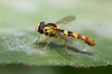 600_5023-Langbauch-Schwebfliege.jpg