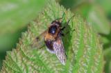 600_7333-Hummel-Waldschwebfliege.jpg