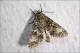 600_8653-Subacronicta-megacephala-Aueneule-2.jpg