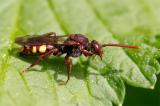 601_7391-Nomada-panzeri.jpg