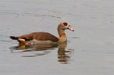 601_7670-Nilgans.jpg