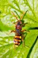 601_7680-Nomada-flava.jpg