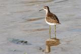 601_8202-Bruchwasserlaeufer.jpg