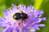 601_9723-Hummelschwebfliege-volucella-bombylans-bombylans.jpg