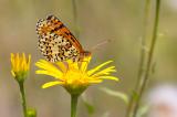 602_0121-Melitaea-didyma.jpg