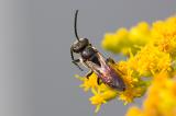 602_1741_Blutbienenart-_Sphecodes-sp._.jpg