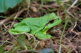 602_2322-Laubfrosch.jpg