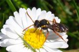 603_2571-Nomada-fucata.jpg