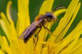 603_2666_Rotschopfige_Sandbiene__Andrena_haemorrhoa_.jpg