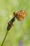 603_3143_-Skabiosen-Scheckenfalter__Euphydryas-aurinia_.jpg