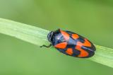 603_3209_Gemeine_Blutzikade__Cercopis-vulnerata_.jpg