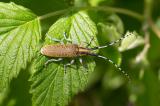 603_3294_Scheckhorn-Distelbock__Agapanthia-villosoviridescens_.jpg