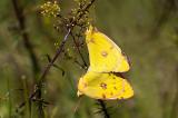 603_6622-Colias_sp.jpg