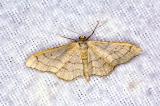 604_1492-Idaea-aversata-_Dunkelbindiger-Doppellinien-Zwergspanner_.jpg