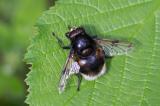 604_1946_Hummel-Waldschwebfliege.jpg