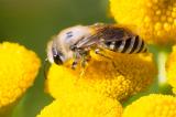 604_2603-Seidenbienenart-Weibchen.jpg