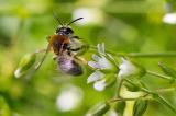 604_3444-Rotfransige-Sandbiene-Andrena-haemorrhoea-auf-Cerastium-holosteoides.jpg