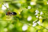 604_3445-Rotfransige-Sandbiene-Andrena-haemorrhoea-auf-Cerastium-holosteoides.jpg