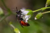 604_3514-Blutbienenart-Sphecodes-spec.jpg