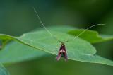 604_3928_Gebaenderte-Langhornmotte-_Nemophora-degeerella_.jpg