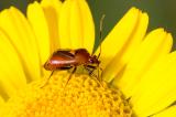 604_8659_Rote_Weichwanze.jpg