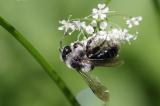 604_9449_Graue_Sandbiene__Andrena-cineraria__Weibchen_auf_Giersch-.jpg