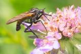 605_0464_Gewuerfelte-Tanzfliege_Empis-tesselata.jpg