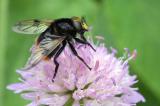 605_0481_Hummel-Waldschwebfliege.jpg