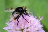 605_0482_Hummel-Waldschwebfliege.jpg