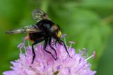 605_0489_Hummel_Wald_Schwebfliege.jpg