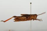 6a.-Chortippus-pullus-Illasberg-PS2.jpg
