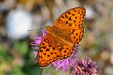 7-Argynnis-adippe-Sch-G-bea.jpg