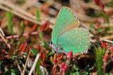 7-Gruener-Zipfelfalter-Callophrys-rubi-PS.jpg