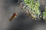 7-Hainschwebfliege-Episyrphus-balteatus-1-PS.jpg