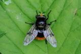 7-Hummel-Waldschwebfliege-_volucella-bombylans_-PS.jpg